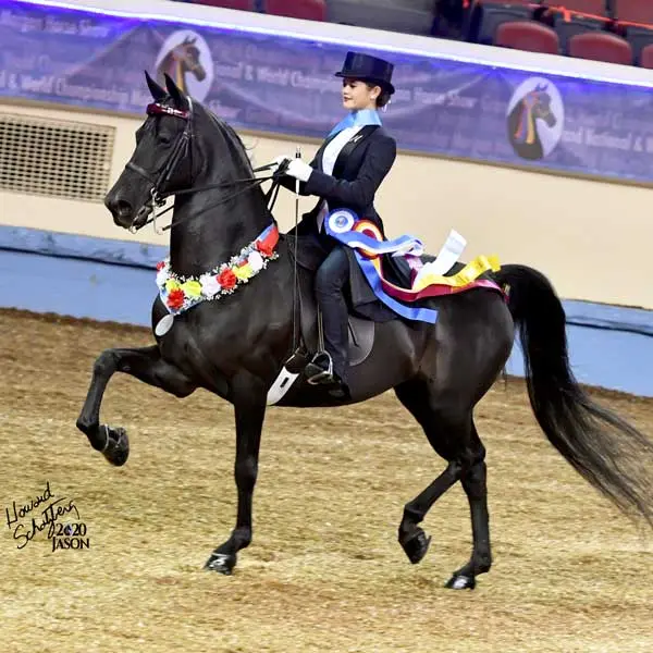Rushton Stables rider and horse competing in the show ring
